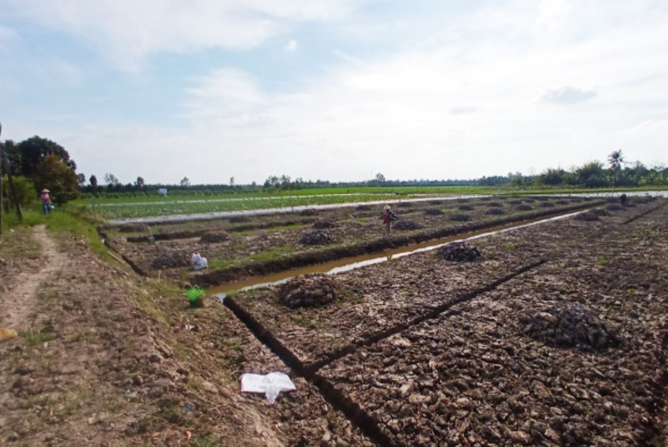 Giá đất nông nghiệp ở xã Giai Xuân, huyện Phong Điền đang tăng cao.